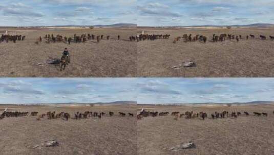 初春积雪融化后枯黄的草场上觅食的马群高清在线视频素材下载