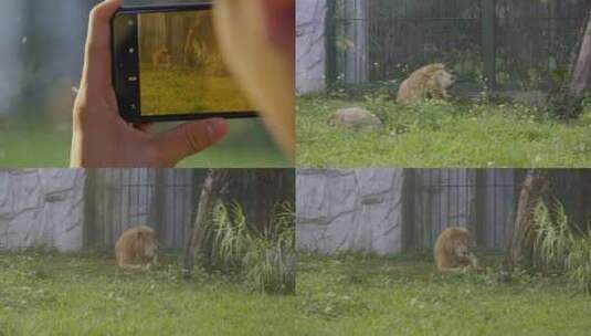 2023广州动物园游览狮子高清在线视频素材下载