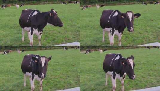 在草场吃草的奶牛高清在线视频素材下载