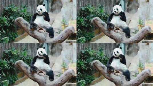 熊猫吃竹子国宝高清在线视频素材下载
