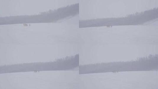 雪原上奔跑的黄羊高清在线视频素材下载