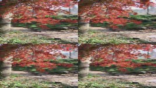 秋天唯美红叶红枫随风飘动竖屏高清在线视频素材下载
