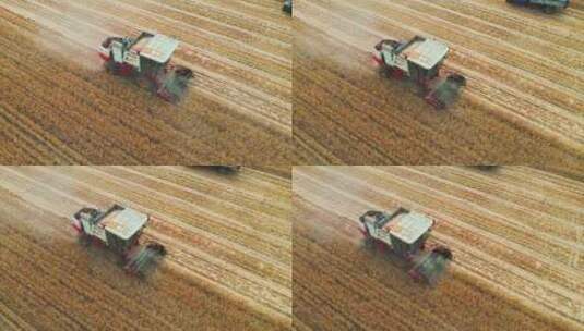 金兰牧场麦收季节高清在线视频素材下载