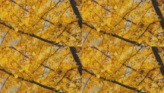 秋天的风景银杏树黄叶高清在线视频素材下载