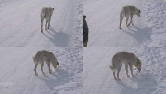 雪地上的狗高清在线视频素材下载