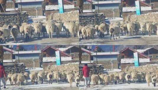 四川阿坝松潘县上纳咪村放羊的羊群高清在线视频素材下载