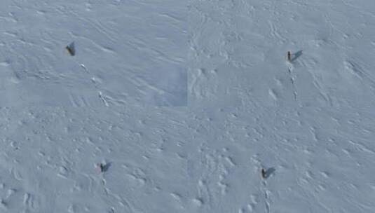 4K航拍雪地上狐狸跳跃奔跑高清在线视频素材下载