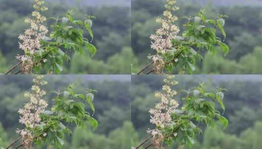 雨中清新植物白色小花特写高清在线视频素材下载