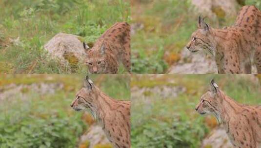 森林中的欧亚山猫（Lynx lynx）。高清在线视频素材下载