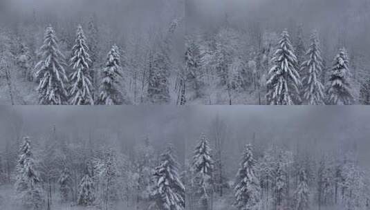 东北冬天暴雪大雪中的林海雪原高清在线视频素材下载