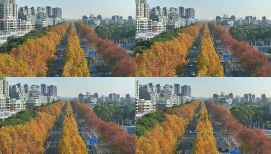 城市街道  梧桐大道  金色梧桐树高清在线视频素材下载