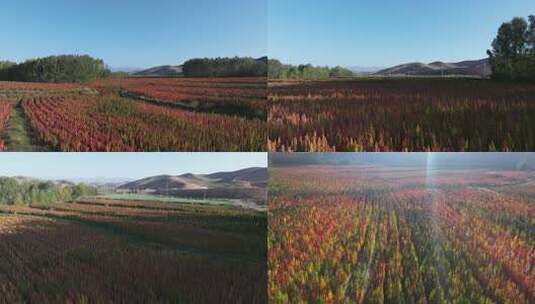 【4K画质】高新农业藜麦种植基地航拍高清在线视频素材下载