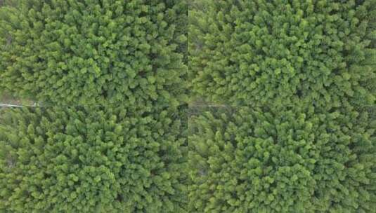 安徽皖南山区高山上的绿色竹林航拍高清在线视频素材下载