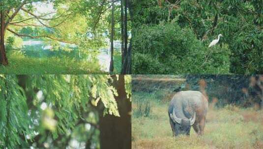 合集 自然公园优美环境生态健康和谐片头高清在线视频素材下载