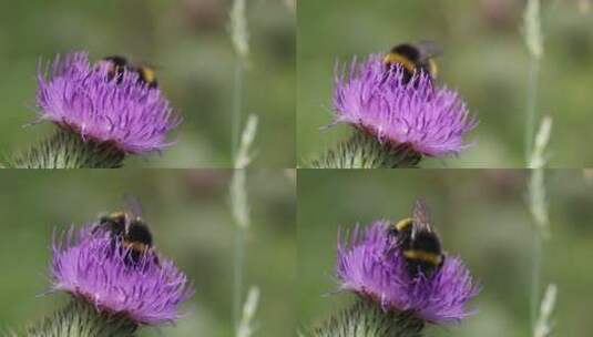 蜜蜂在花朵上采蜜高清在线视频素材下载