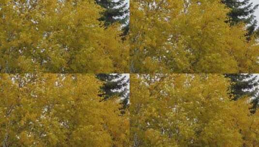 秋天的金黄色树木高清在线视频素材下载