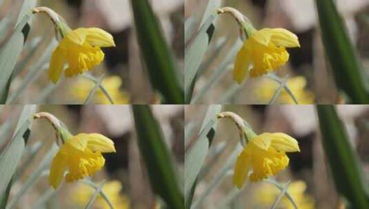 水仙花卉的花瓣特写高清在线视频素材下载