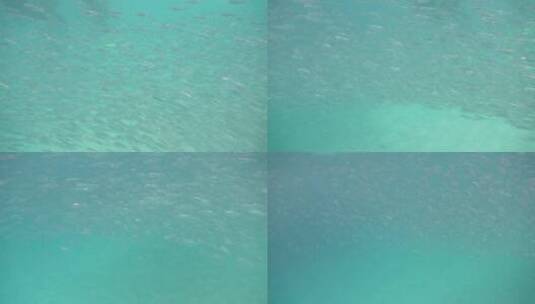 马来西亚仙本那海底鱼类高清在线视频素材下载