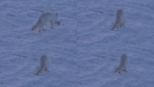 一只北极狐跑在雪地里高清在线视频素材下载