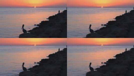 黄昏下海边石滩里站立的鹈鹕和渔夫高清在线视频素材下载