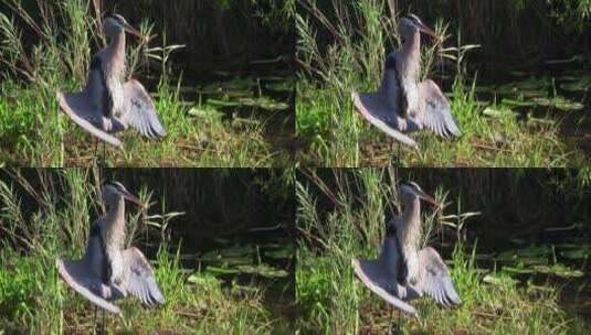 站立在沼泽地里的鸟高清在线视频素材下载