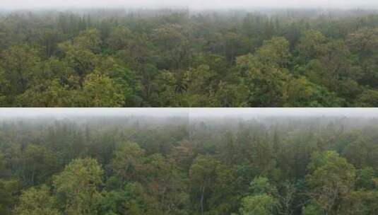 航拍雨季雾中森林景观高清在线视频素材下载