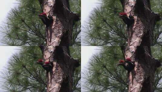 啄木鸟栖息在树洞中高清在线视频素材下载