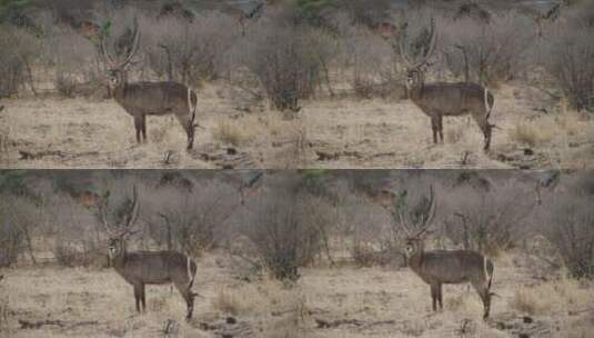 非洲荒野的羚羊高清在线视频素材下载