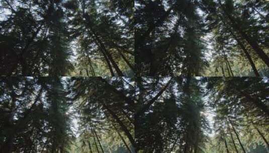 松树林原始森林高清在线视频素材下载