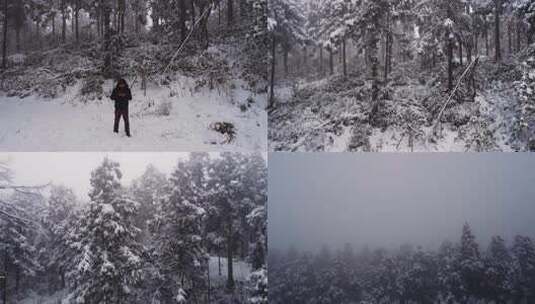 雾中积雪覆盖的树林景观高清在线视频素材下载