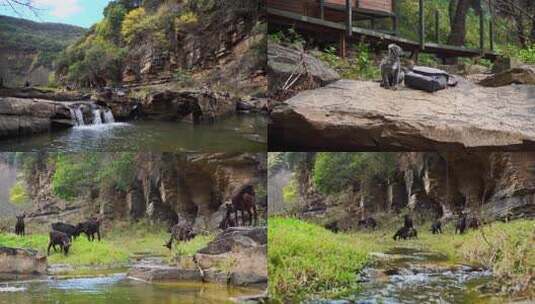 溪边山坡黑山羊群觅食景象高清在线视频素材下载