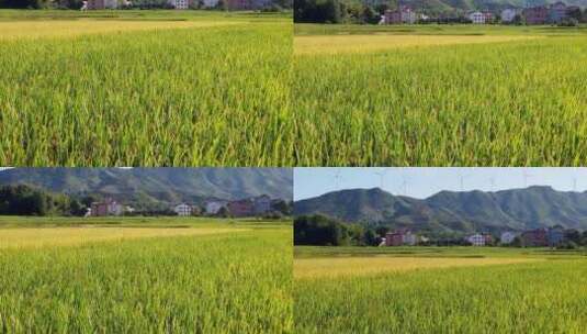 秋天成熟的水稻稻穗特写高清在线视频素材下载