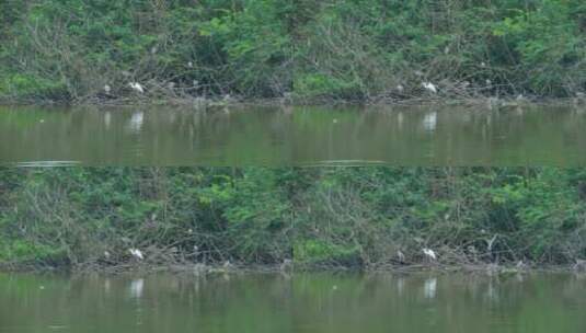 湿地公园的白鹭高清在线视频素材下载