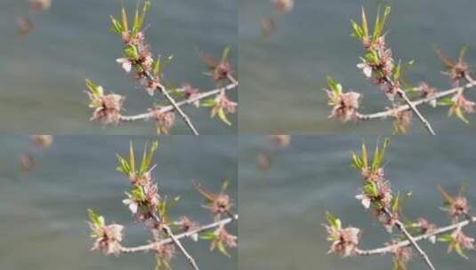 旅游湖水湖边植物游客游览高清在线视频素材下载