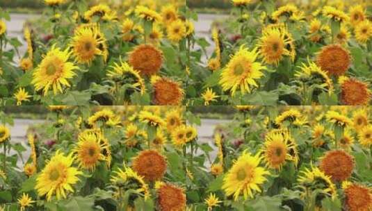 繁盛的向日葵高清在线视频素材下载
