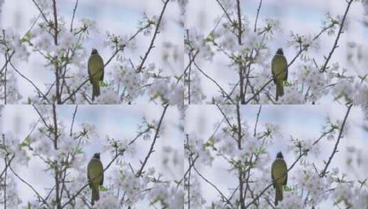 樱花树上的小鸟高清在线视频素材下载