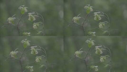 雨后唯美风铃花LOG素材高清在线视频素材下载