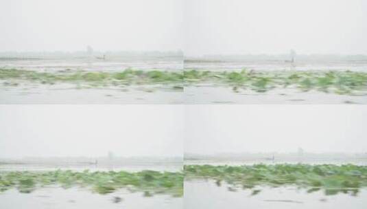 湖区拆围后生态大批水鸟栖息广角镜头高清在线视频素材下载