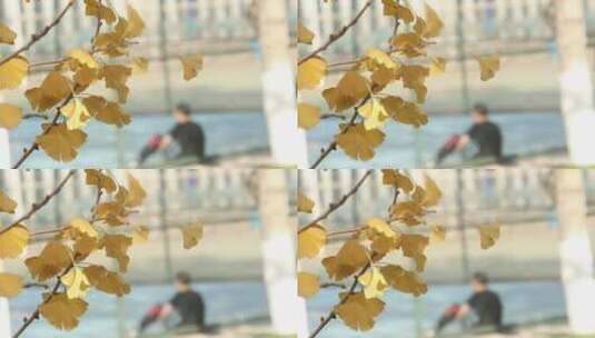 秋天银杏树叶金色阳光空镜3高清在线视频素材下载