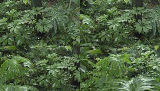 雨后植物高清在线视频素材下载