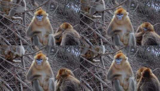 神农架自然保护区金丝猴高清在线视频素材下载