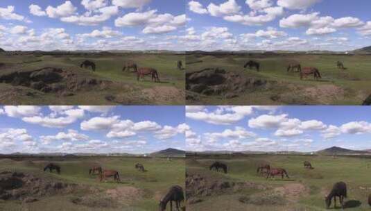 移动镜头蓝天白云下吃草的马群高清在线视频素材下载