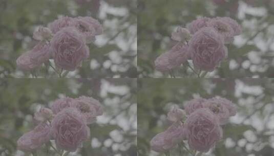 蔷薇花上的蜜蜂高清在线视频素材下载