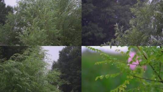 雨中雨滴落在树叶镜头素材高清在线视频素材下载