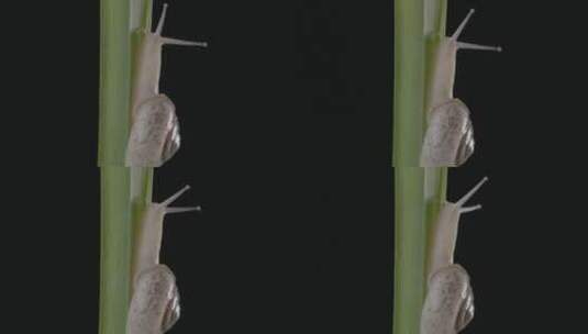 蜗牛在绿叶上慢慢向上爬行高清在线视频素材下载