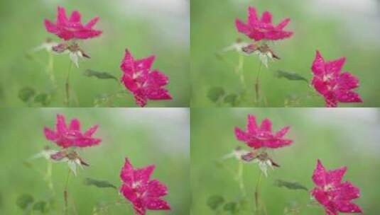 美丽花红色高清在线视频素材下载