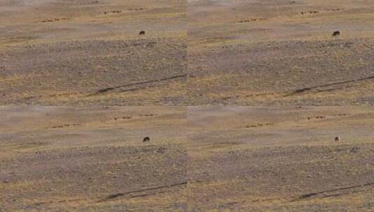 青海可可西里自然保护区草原上一只藏羚羊高清在线视频素材下载