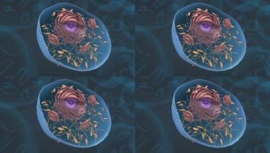 细胞 细胞质 线粒体 细胞核 肝细胞动画高清在线视频素材下载