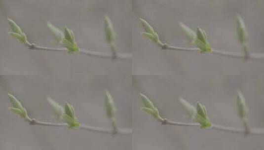 春天植物的嫩芽LOG高清在线视频素材下载