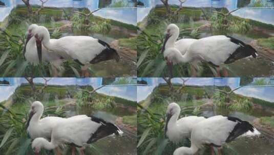 白色仙鹤动物高清在线视频素材下载